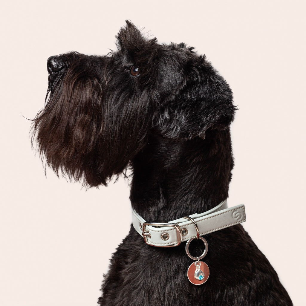 Portada cuadrada premium de Colgante de plata para collar de perro - Tu Peludo Premium