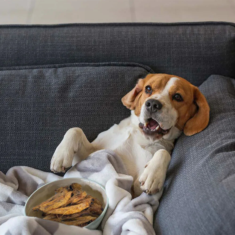 Snackbox natural für Hunde S