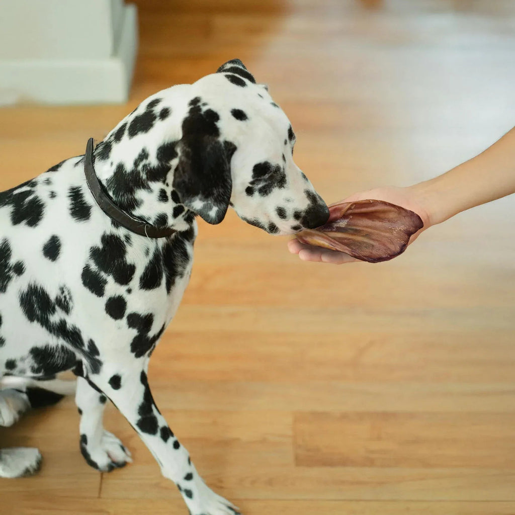 Snackbox natural per Cani L