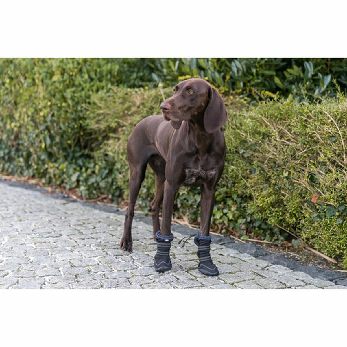 Perro shoes Trixie 19410 negro