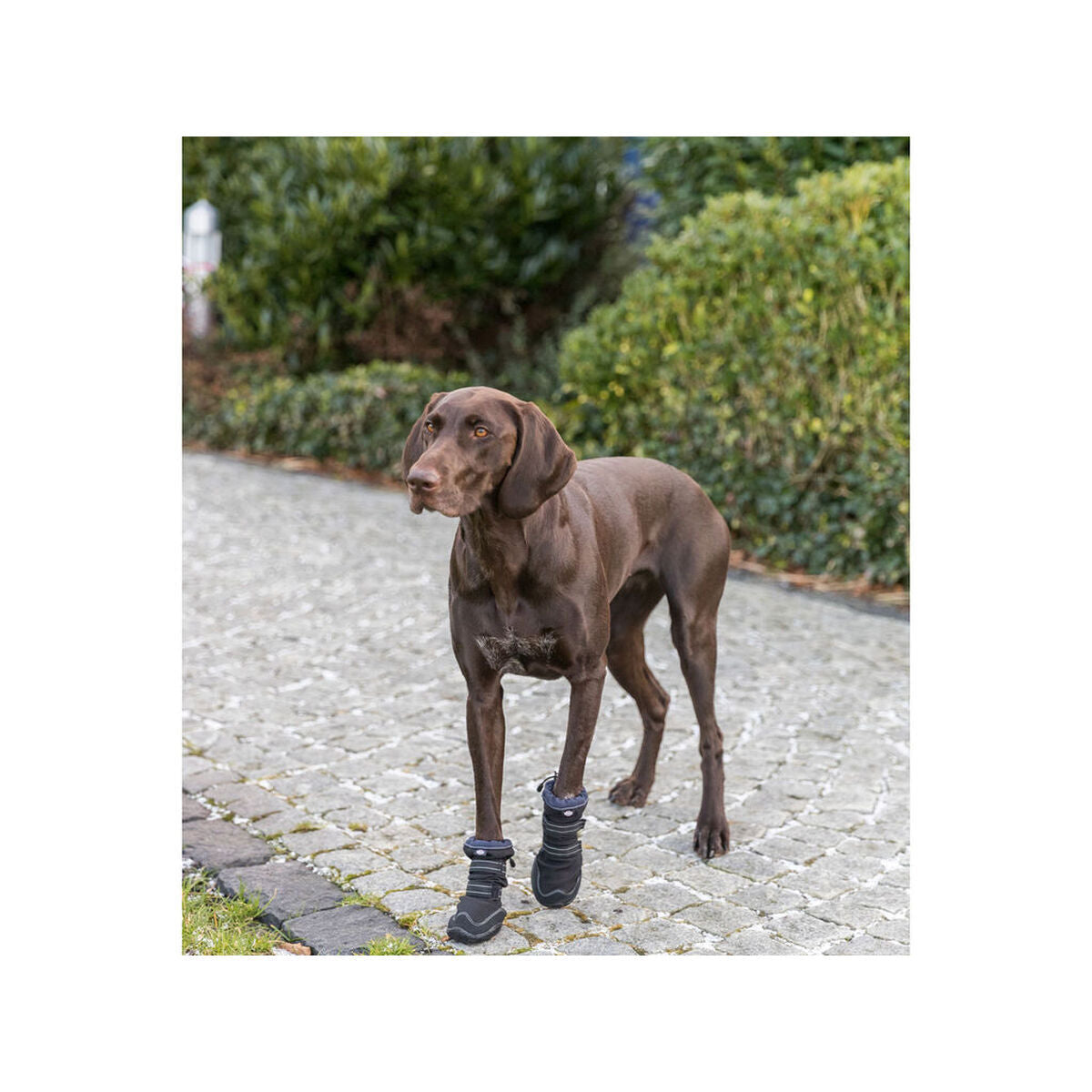 Dog shoes Trixie 19410 black