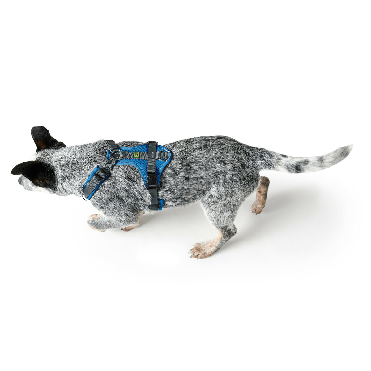 Arnes para perro Hunter Maldon Up azul 50-84 cm