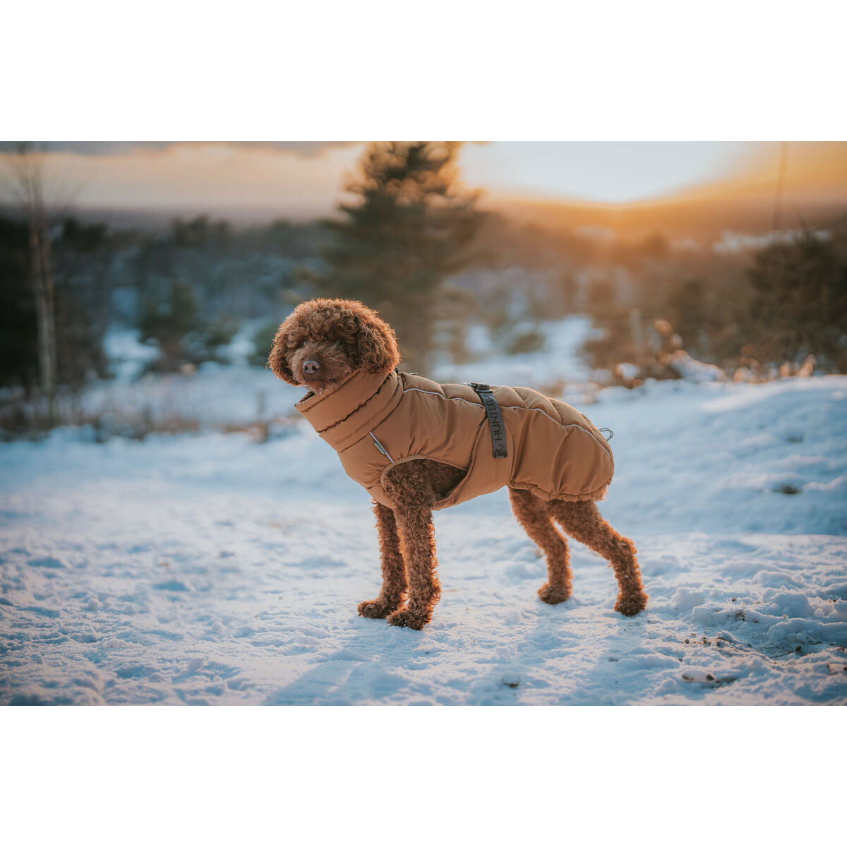 Haustier's clothing Hunter PAXSON marron Polyester