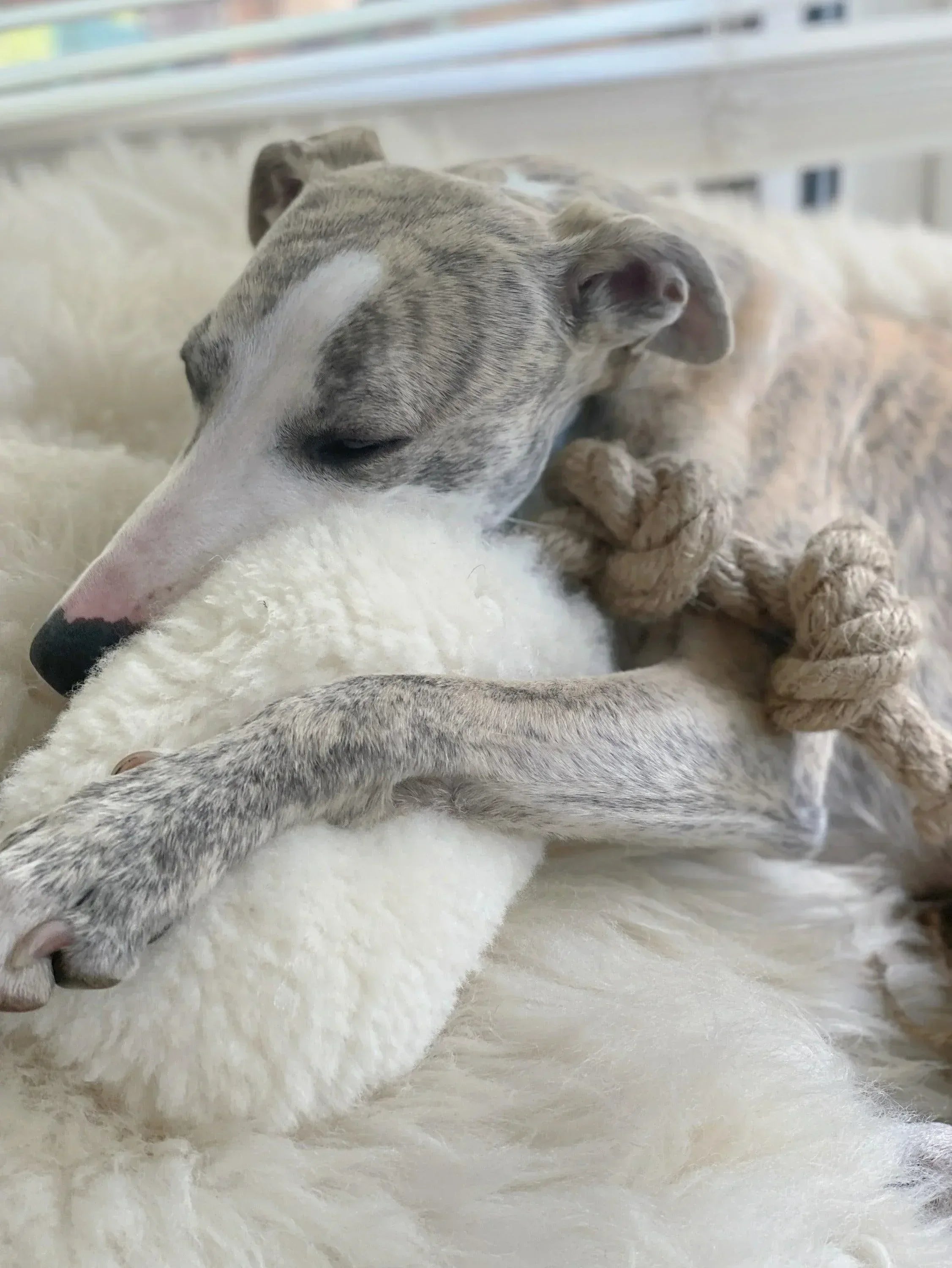 Natural lana Hund Tug Toy - beige