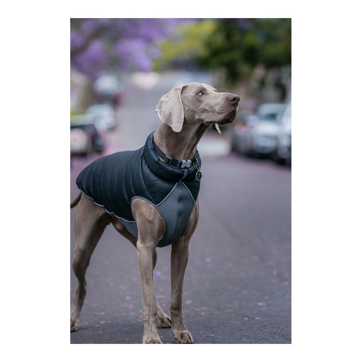 Coat for dog red Dingo Puffer black/grey 25 cm