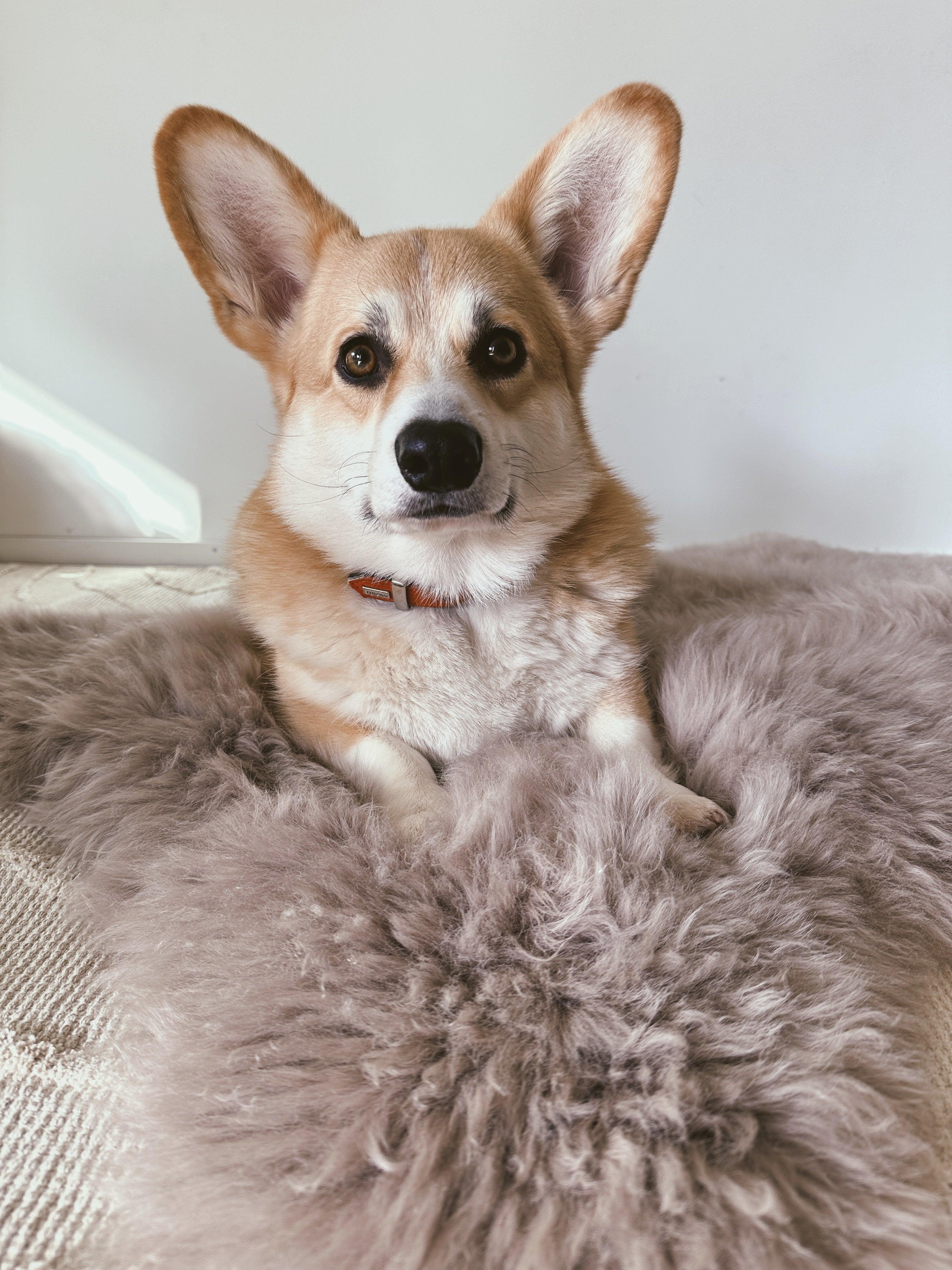 Alfombra natural de piel de oveja para mascotas cuadrada o rectangular - greige