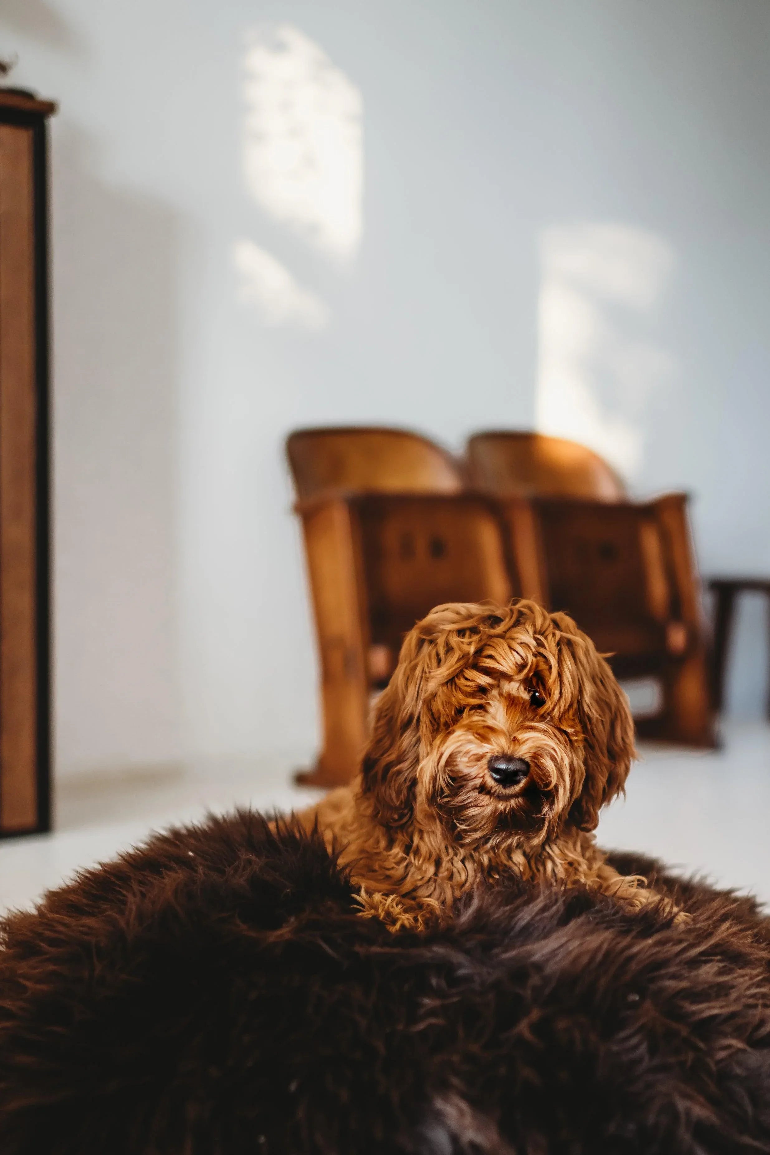 Cama ovalada de piel natural de oveja para mascotas - Chocolate marron