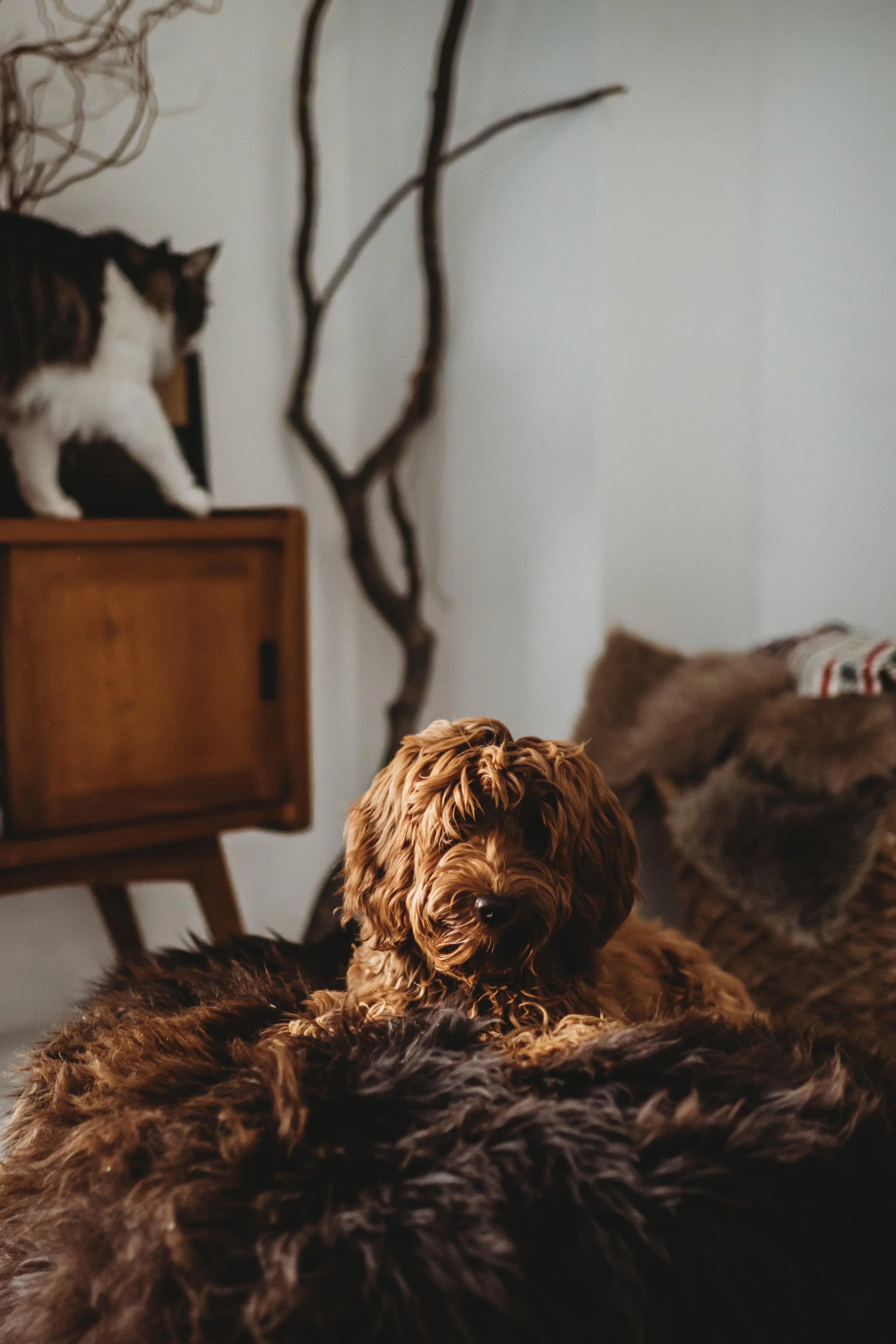 Cama ovalada de piel natural de oveja para mascotas - Chocolate marron