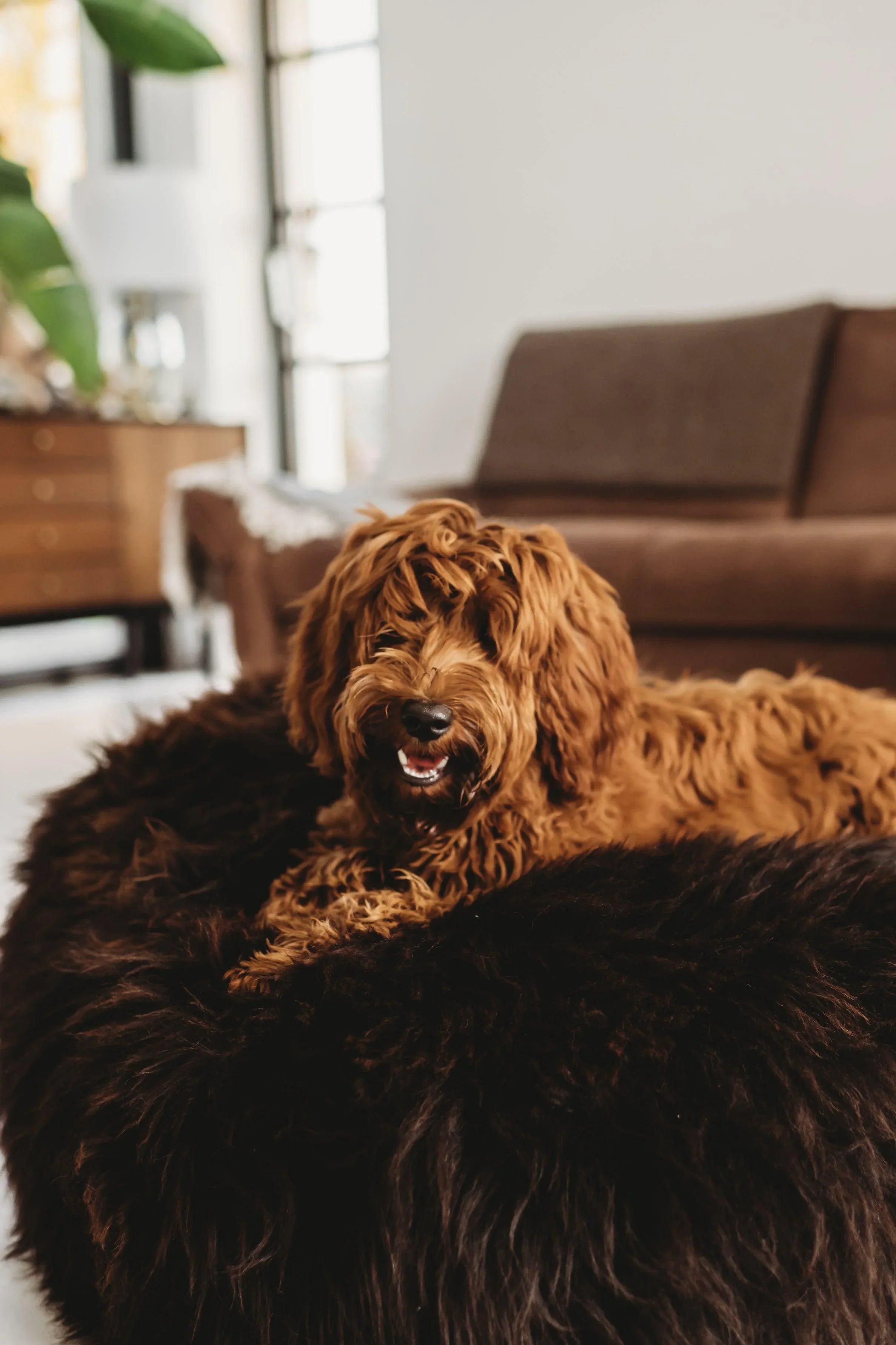 Cama ovalada de piel natural de oveja para mascotas - Chocolate marron