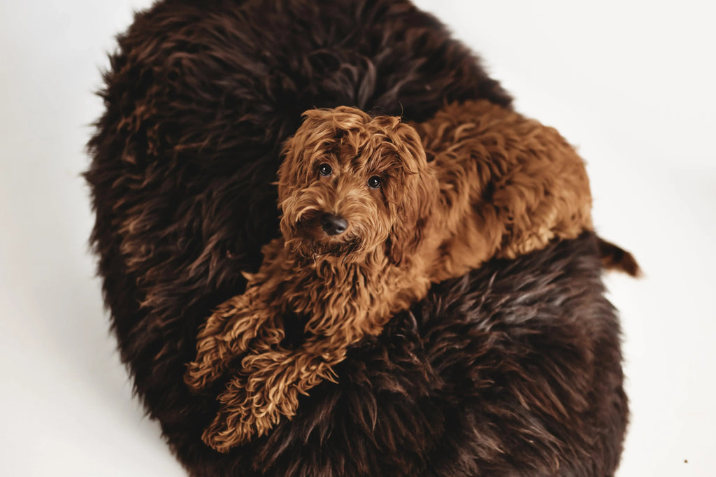 Cama ovalada de piel natural de oveja para mascotas - Chocolate marron