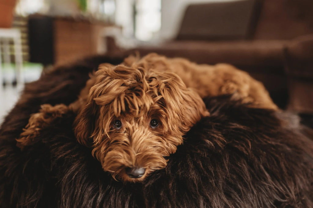 Cama ovalada de piel natural de oveja para mascotas - Chocolate marron