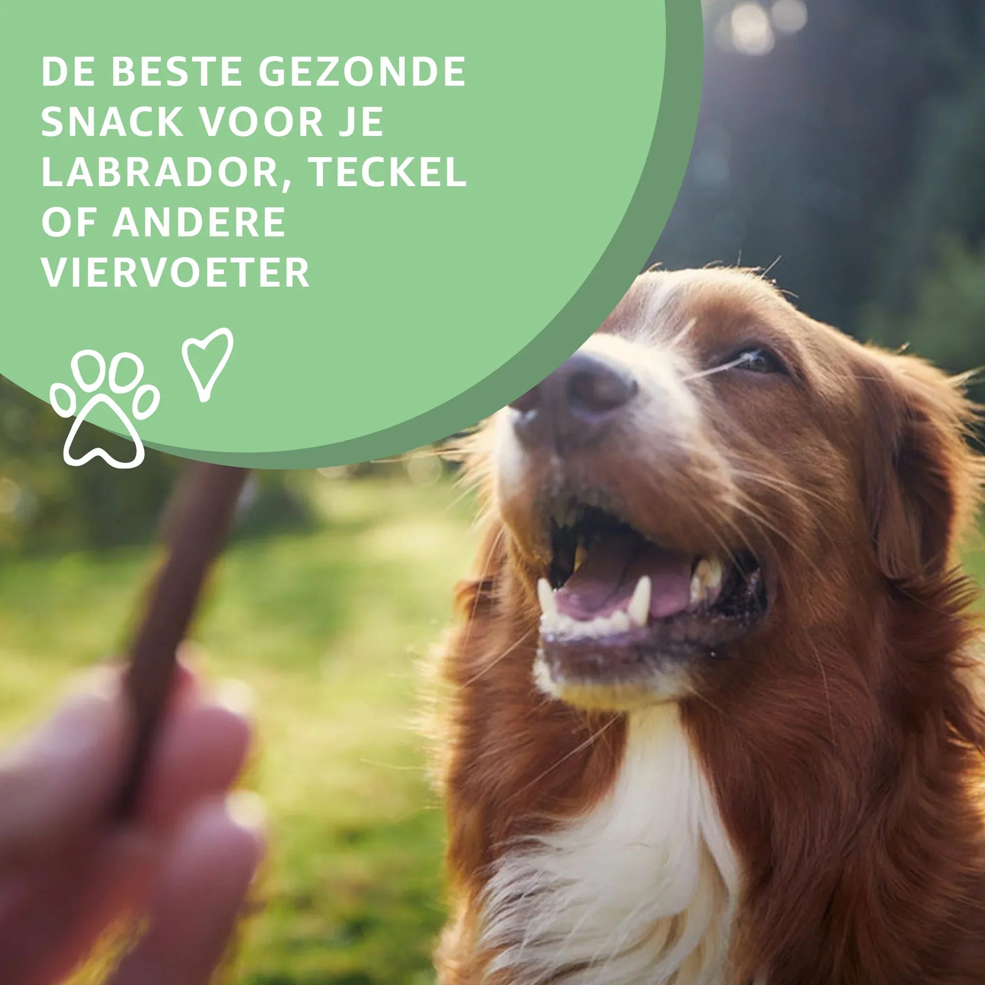 Piel aus bacalao für Hunde