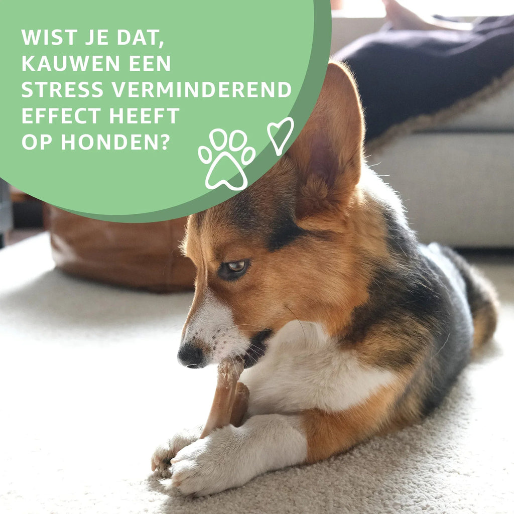Medias pig ears for Dogs