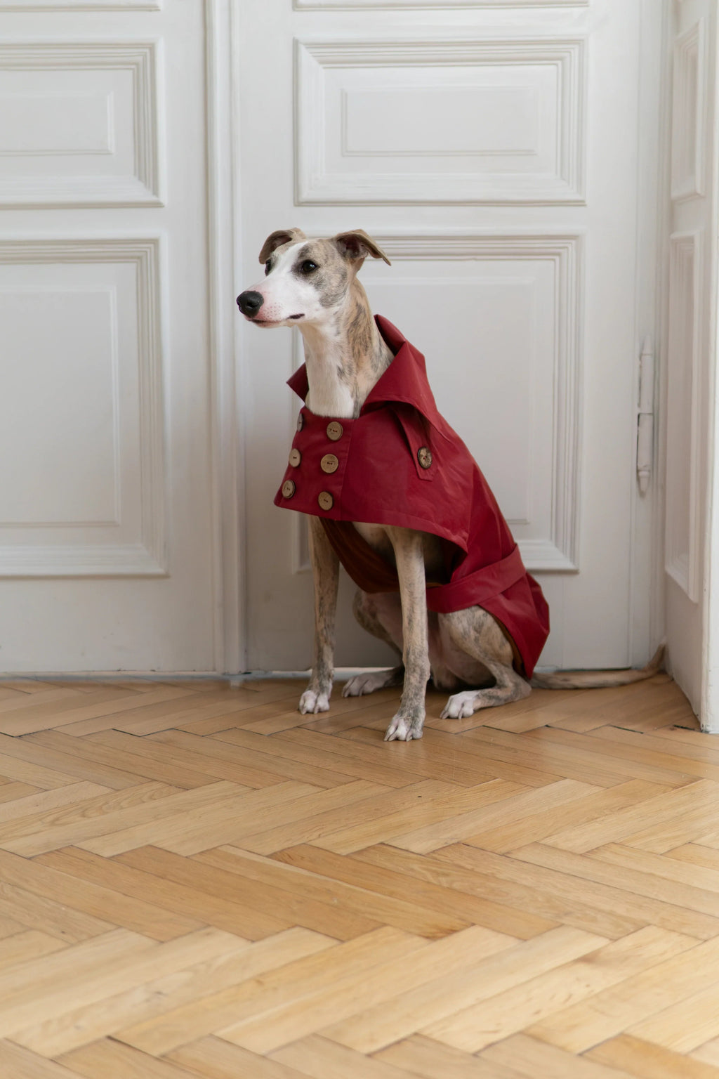 Gabardina impermeable para perro - Burgundy rojo