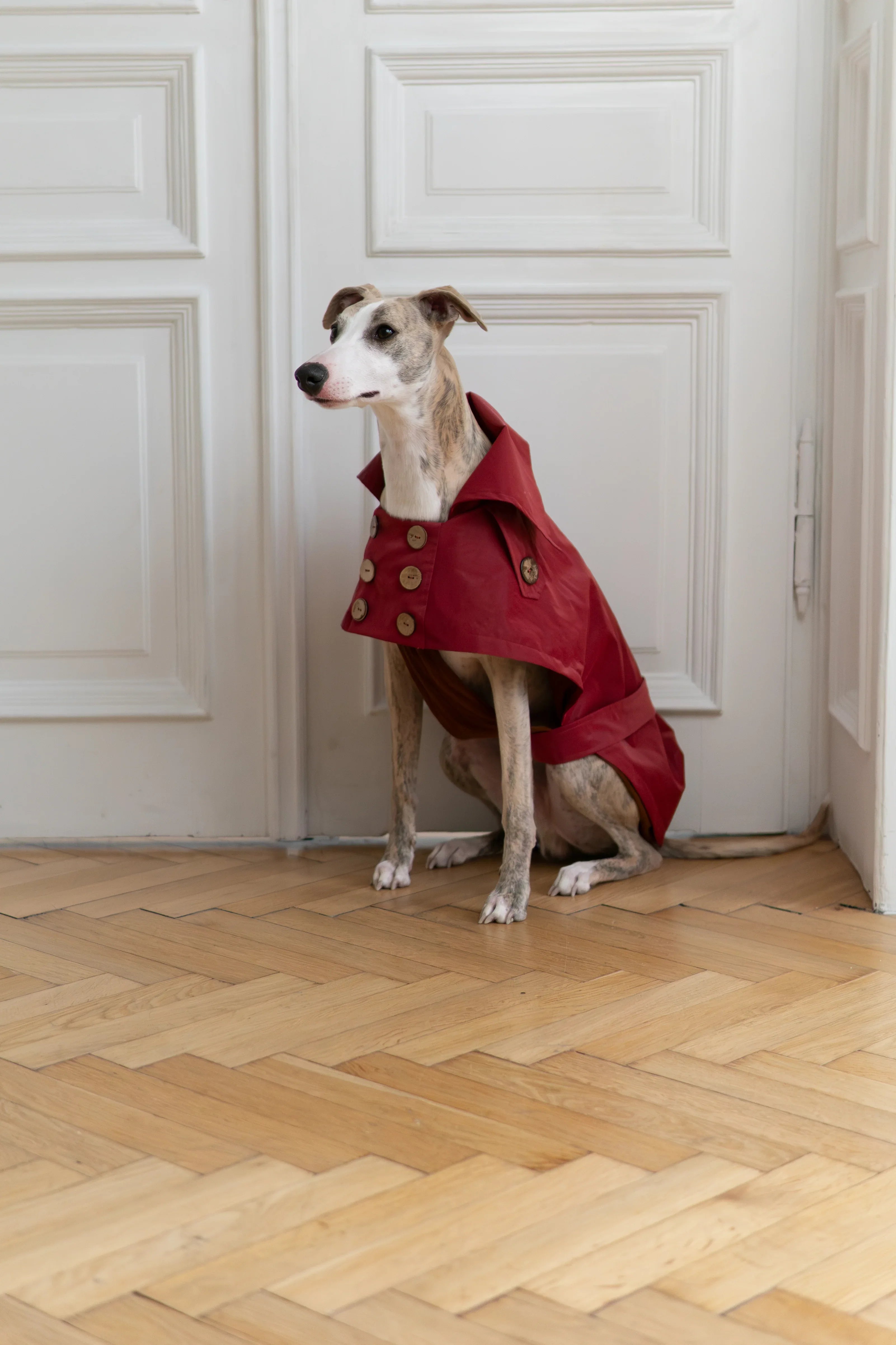 Gabardina impermeable para perro - Burgundy rojo
