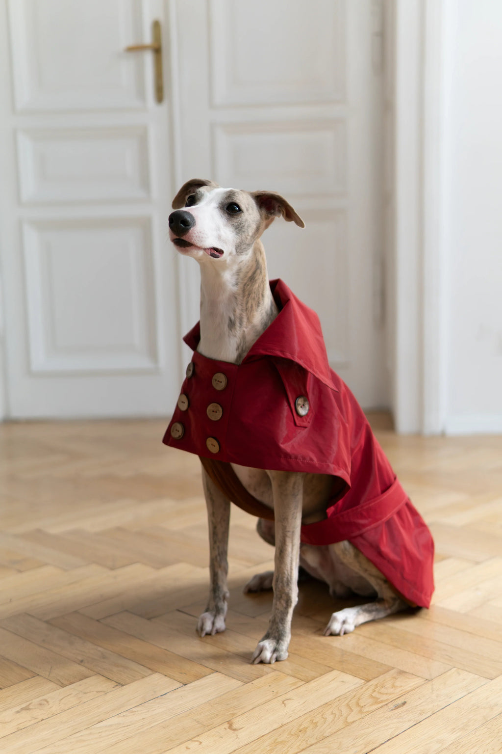 Gabardina impermeable para perro - Burgundy rojo