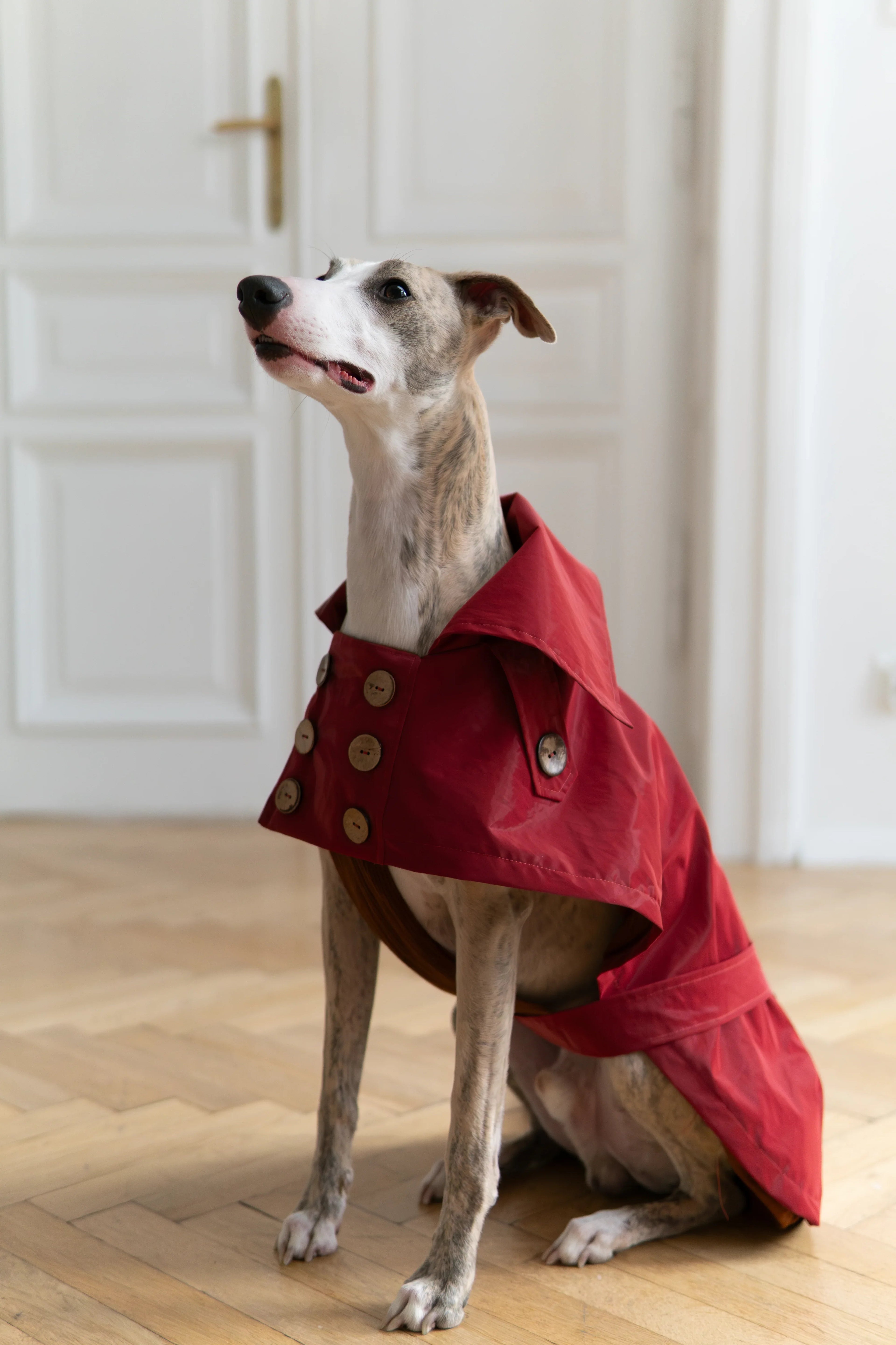 Gabardina impermeable para perro - Burgundy rojo