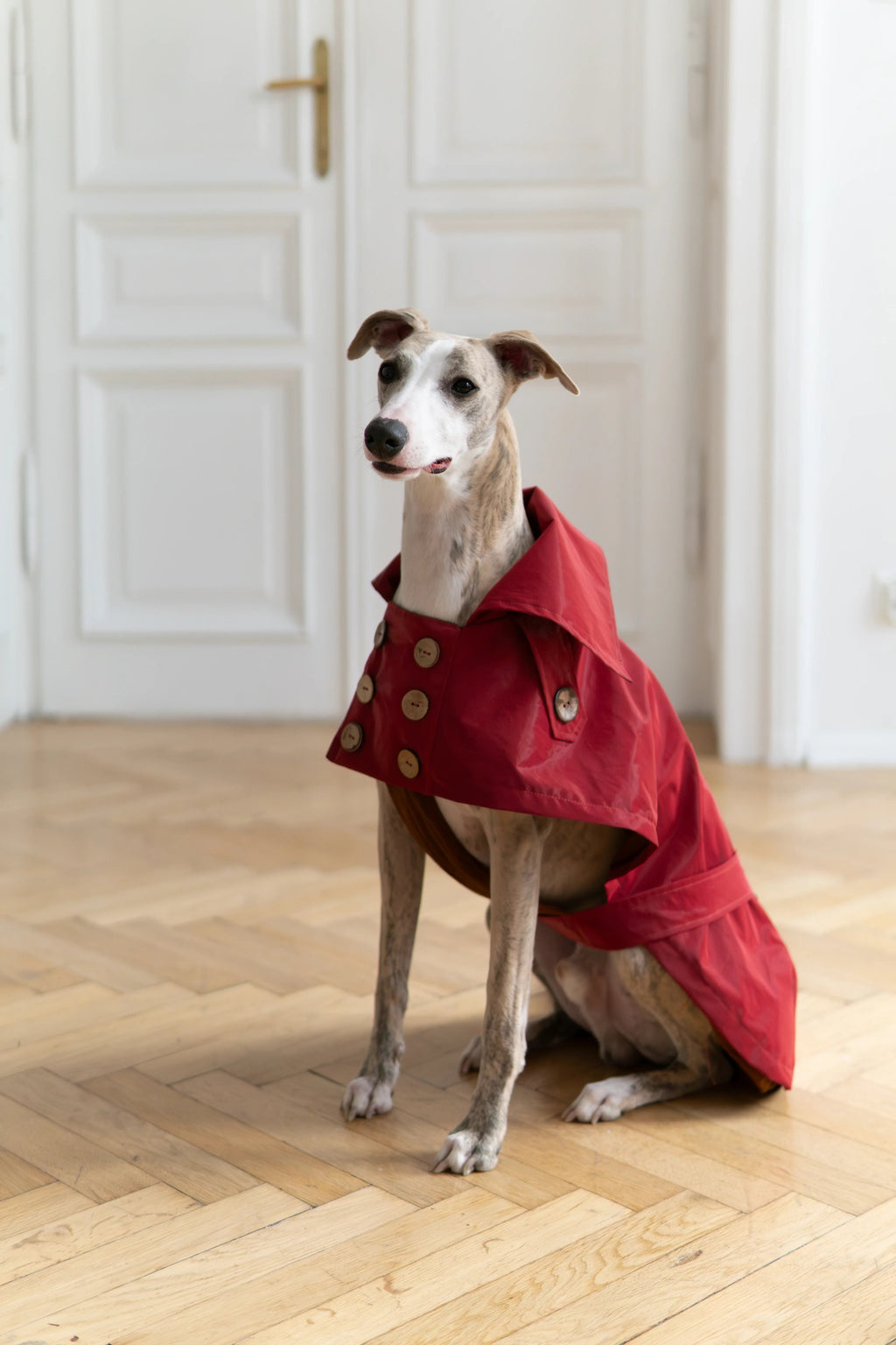 Gabardina impermeable para perro - Burgundy rojo