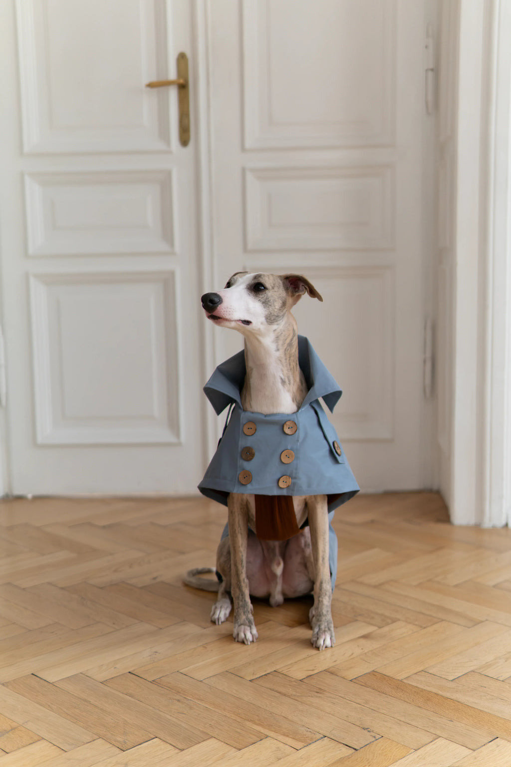 Gabardina impermeable para perro - Light azul