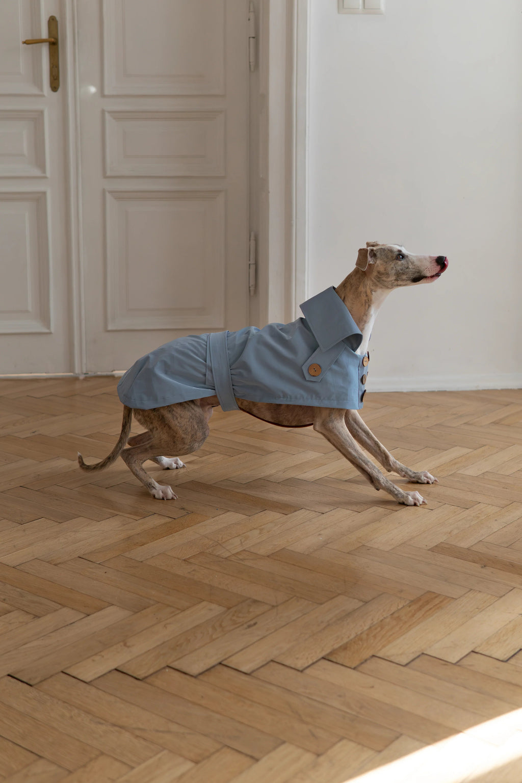 Gabardina impermeable para perro - Light azul