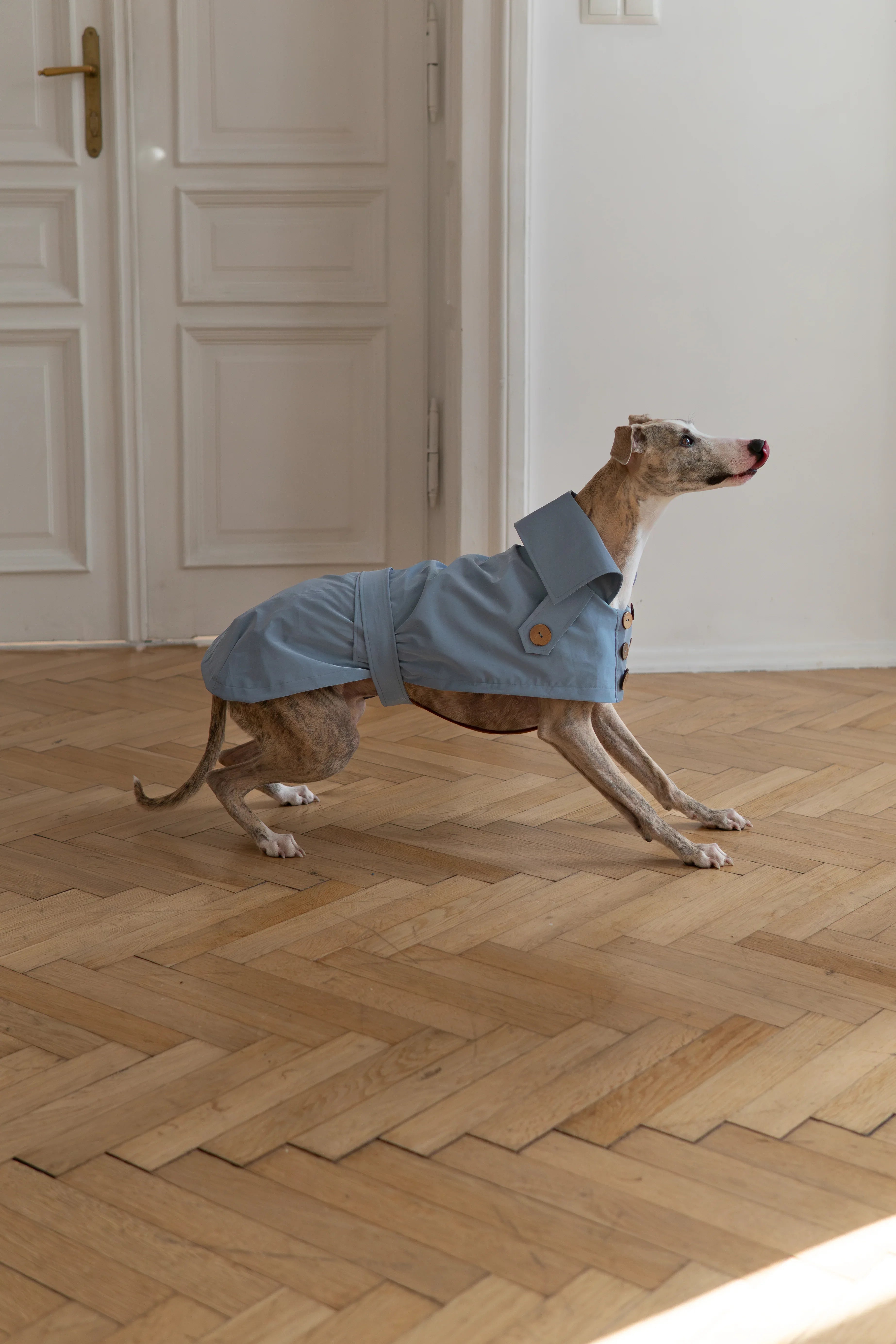 Gabardina impermeable para perro - Light azul