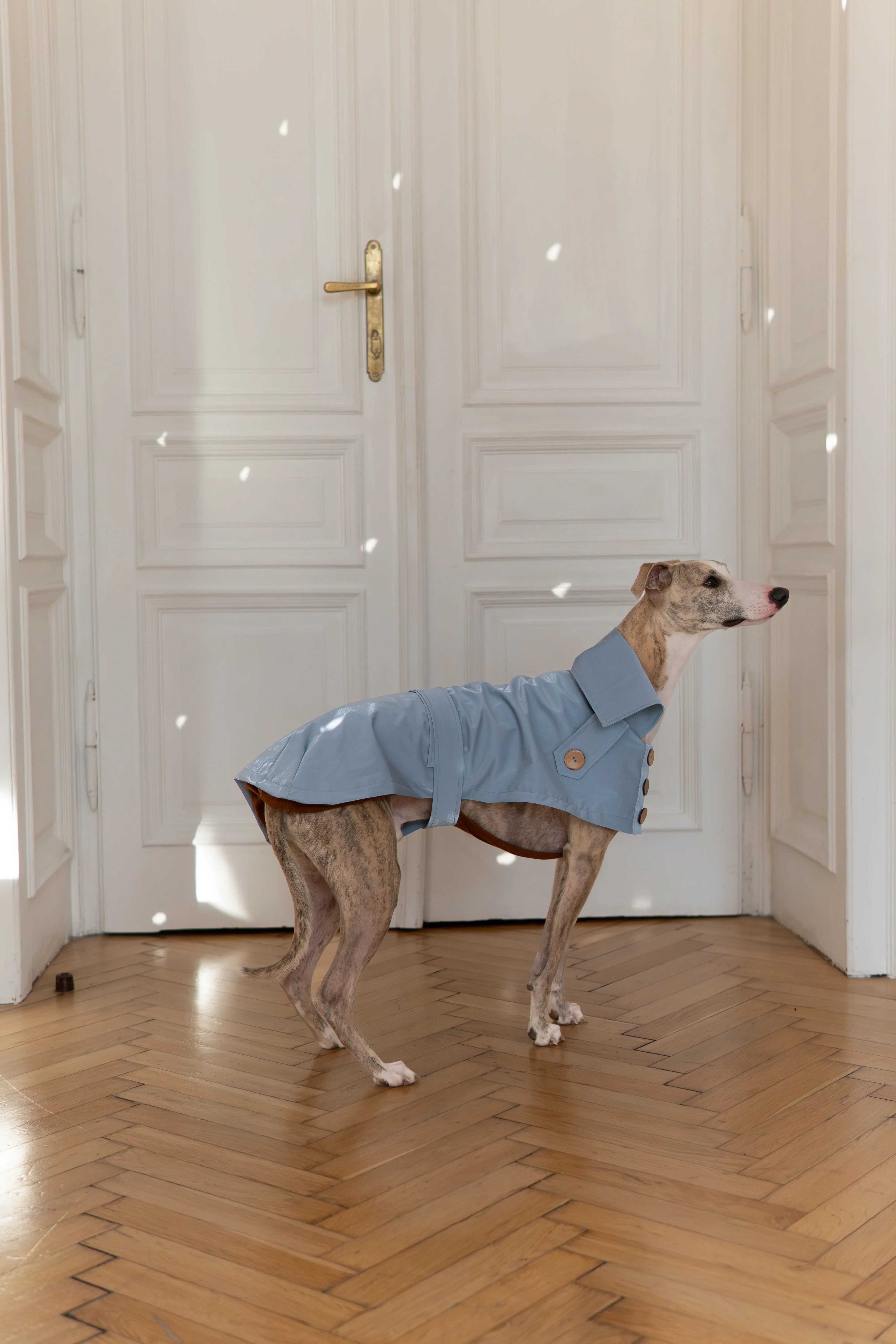 Gabardina impermeable para perro - Light azul