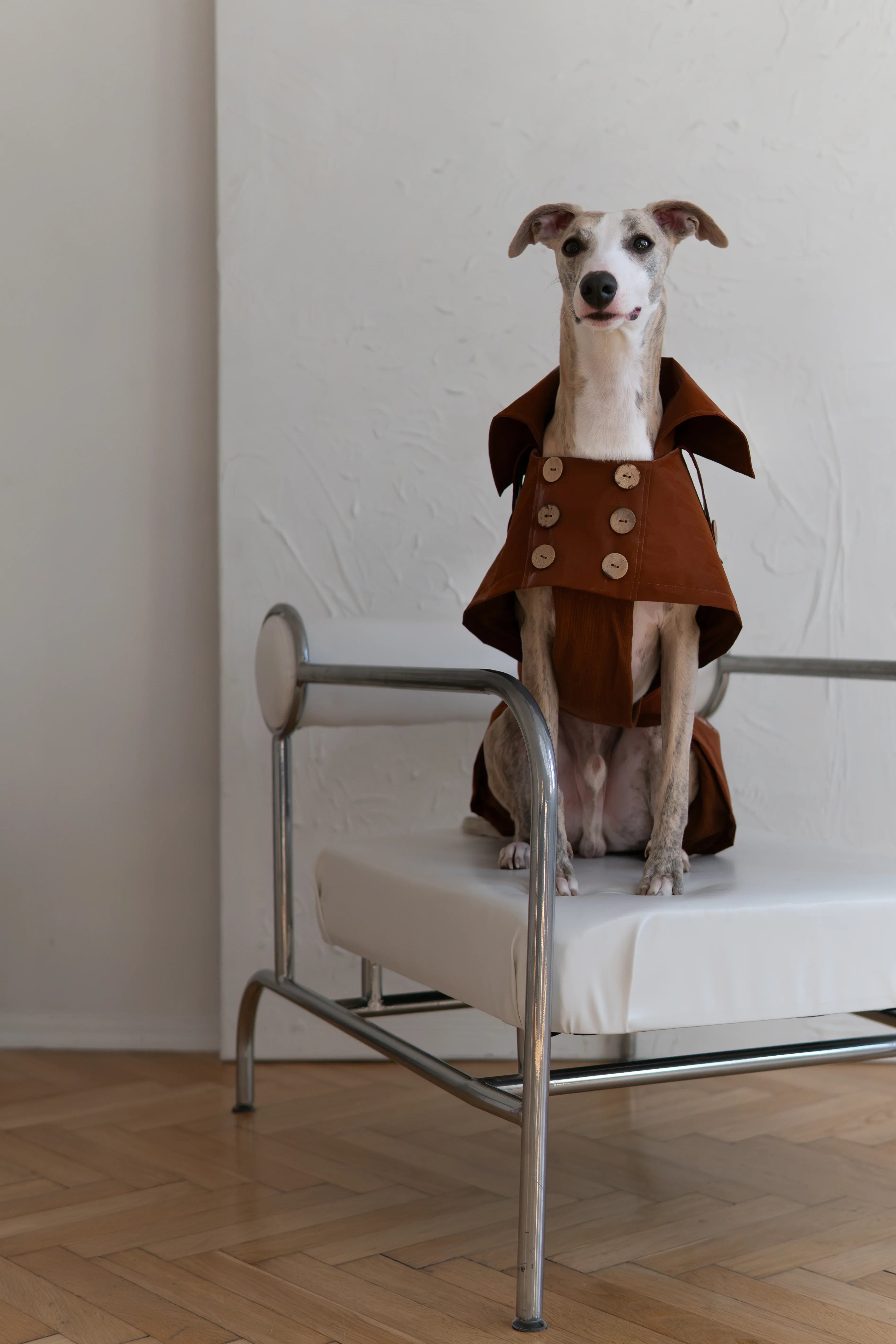 Gabardina impermeable para perro - Chocolate marron