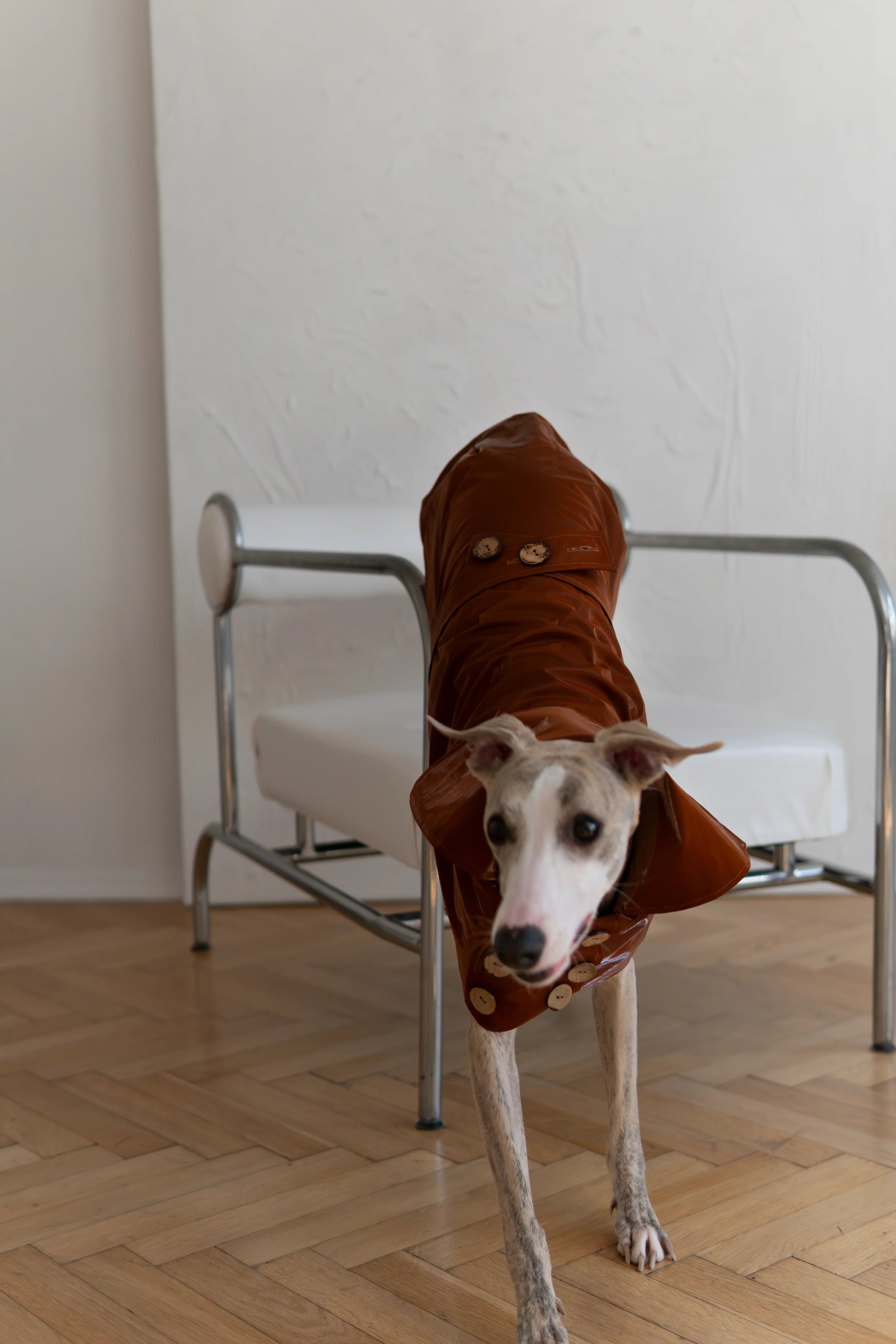 Gabardina impermeable para perro - Chocolate marron