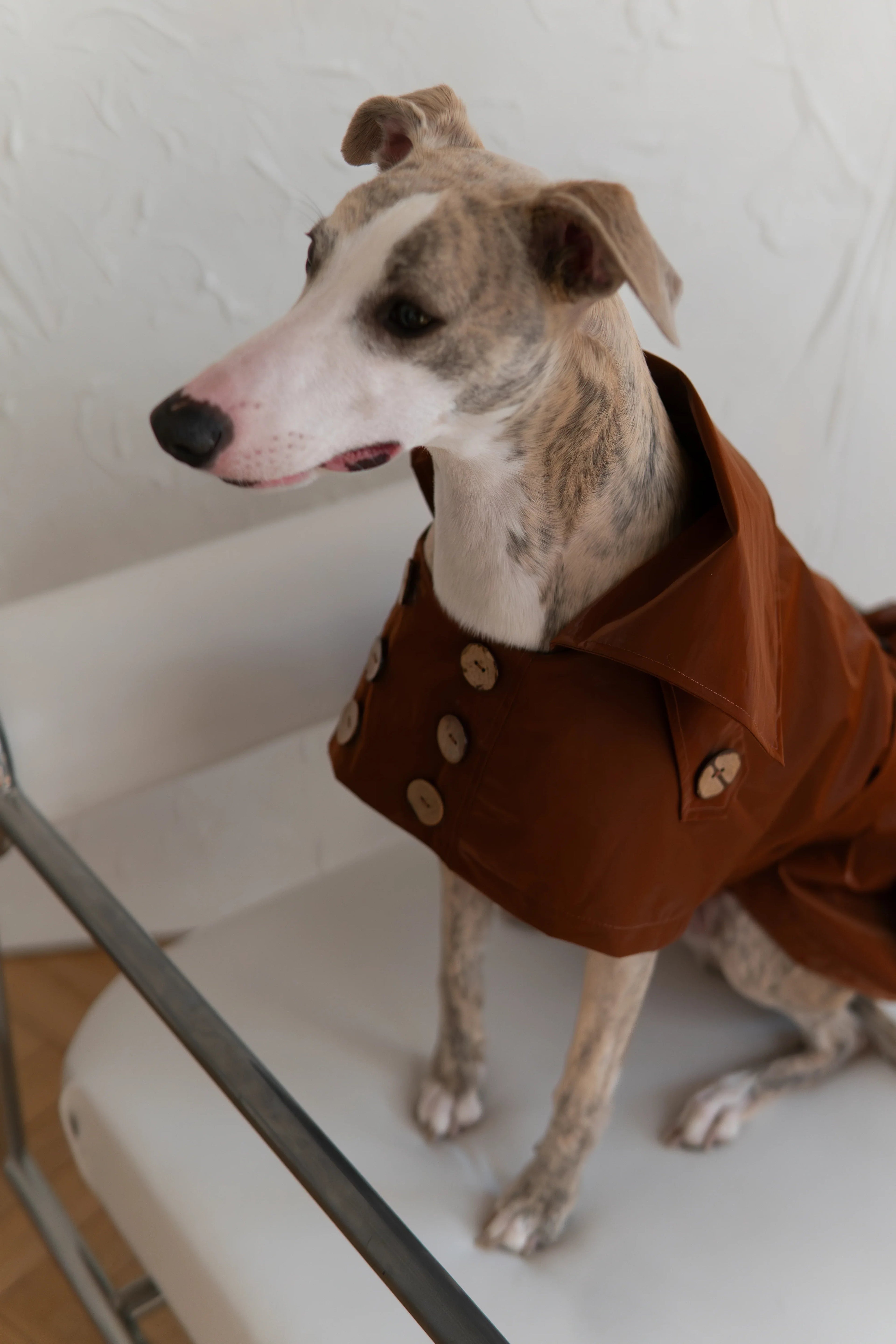 Gabardina impermeable para perro - Chocolate marron