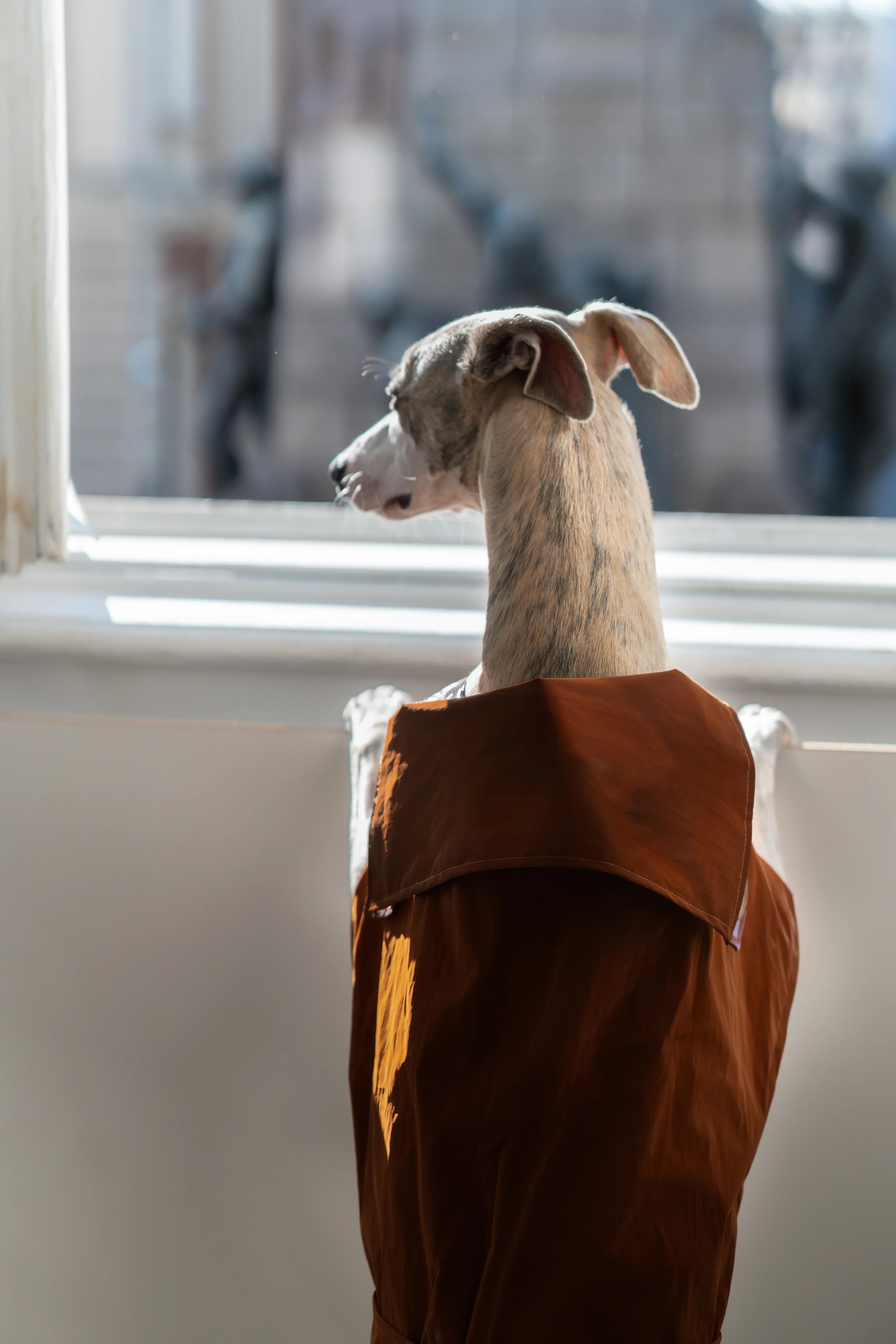 Gabardina impermeable para perro - Chocolate marron