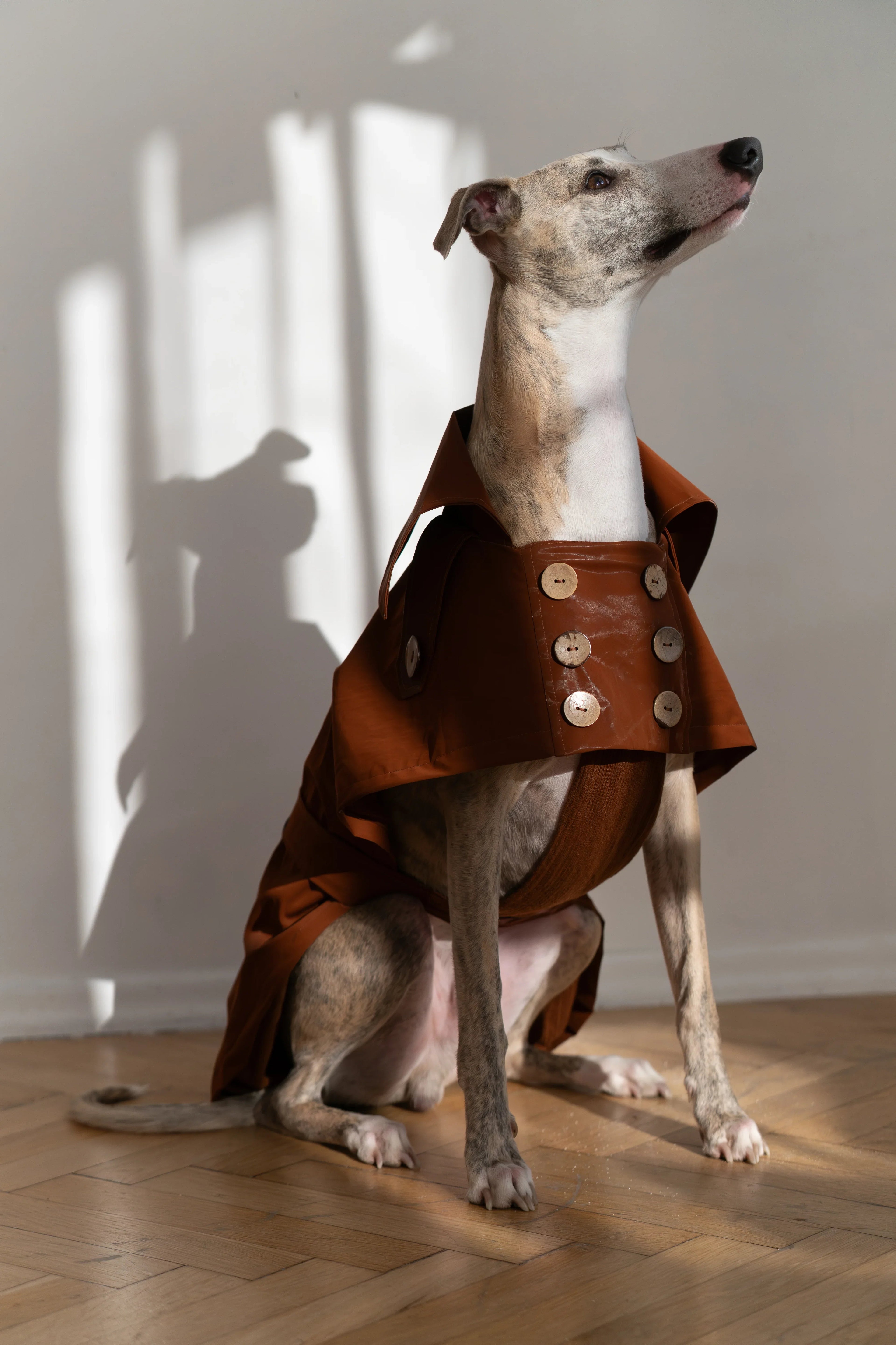Gabardina impermeable para perro - Chocolate marron