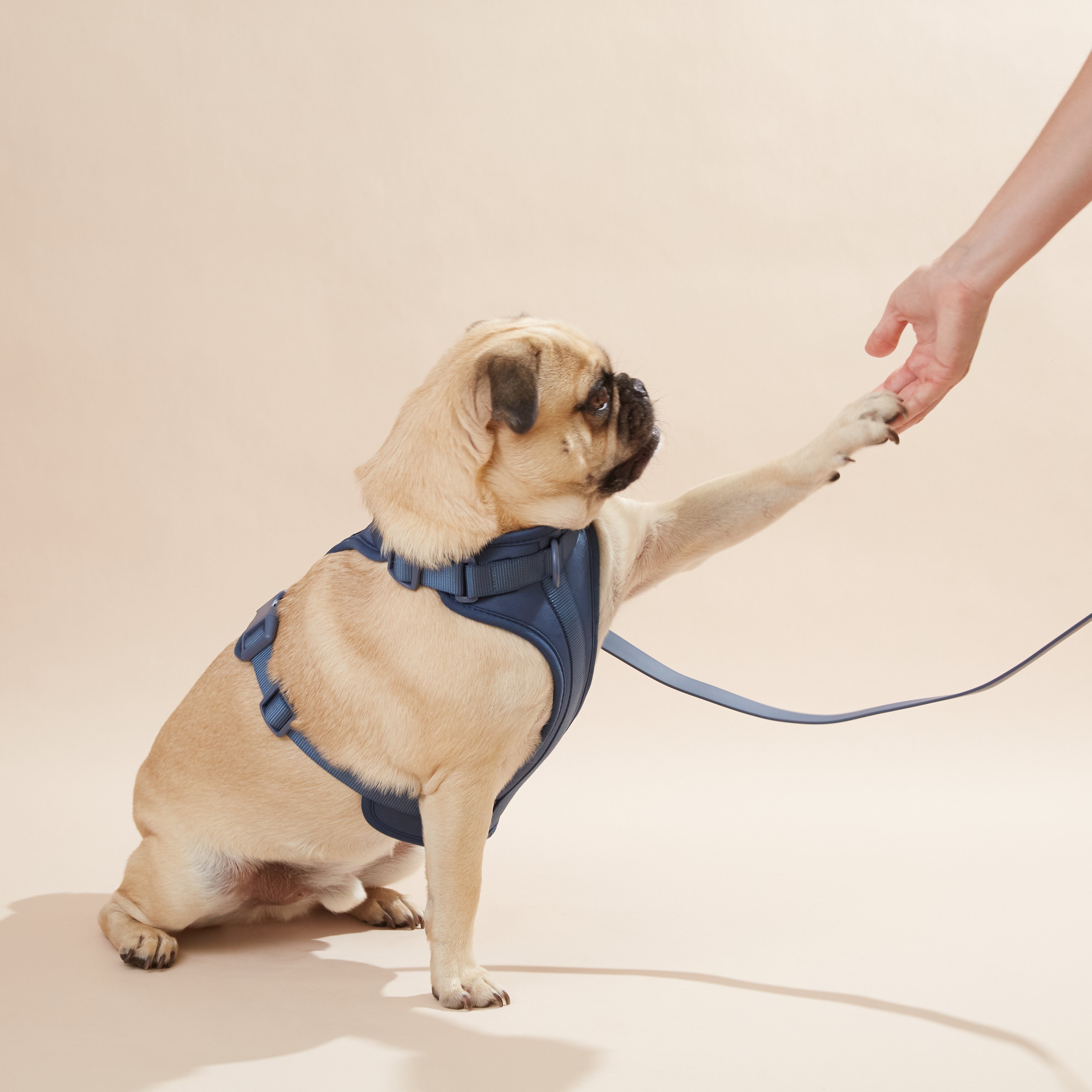 Harness for dog