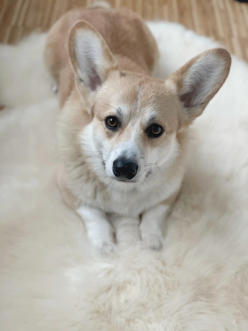 Tapis de peau naturelle de oveja pour animaux