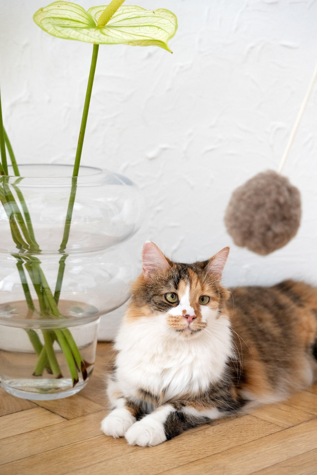 Natural lana Katze Toy: Ball