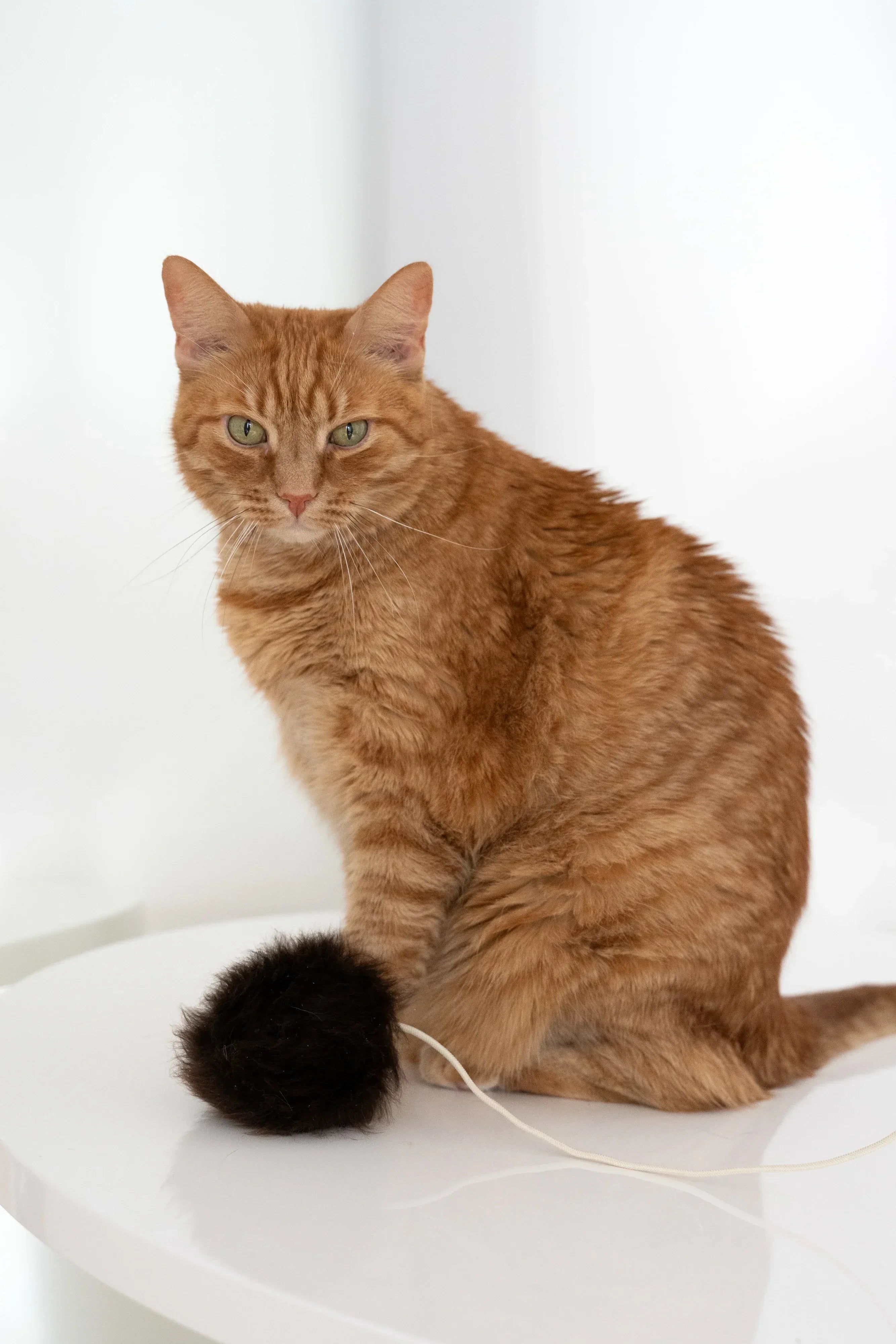 Natural lana Katze Toy: Ball