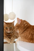 Natural piel de oveja gato Toy: Ball