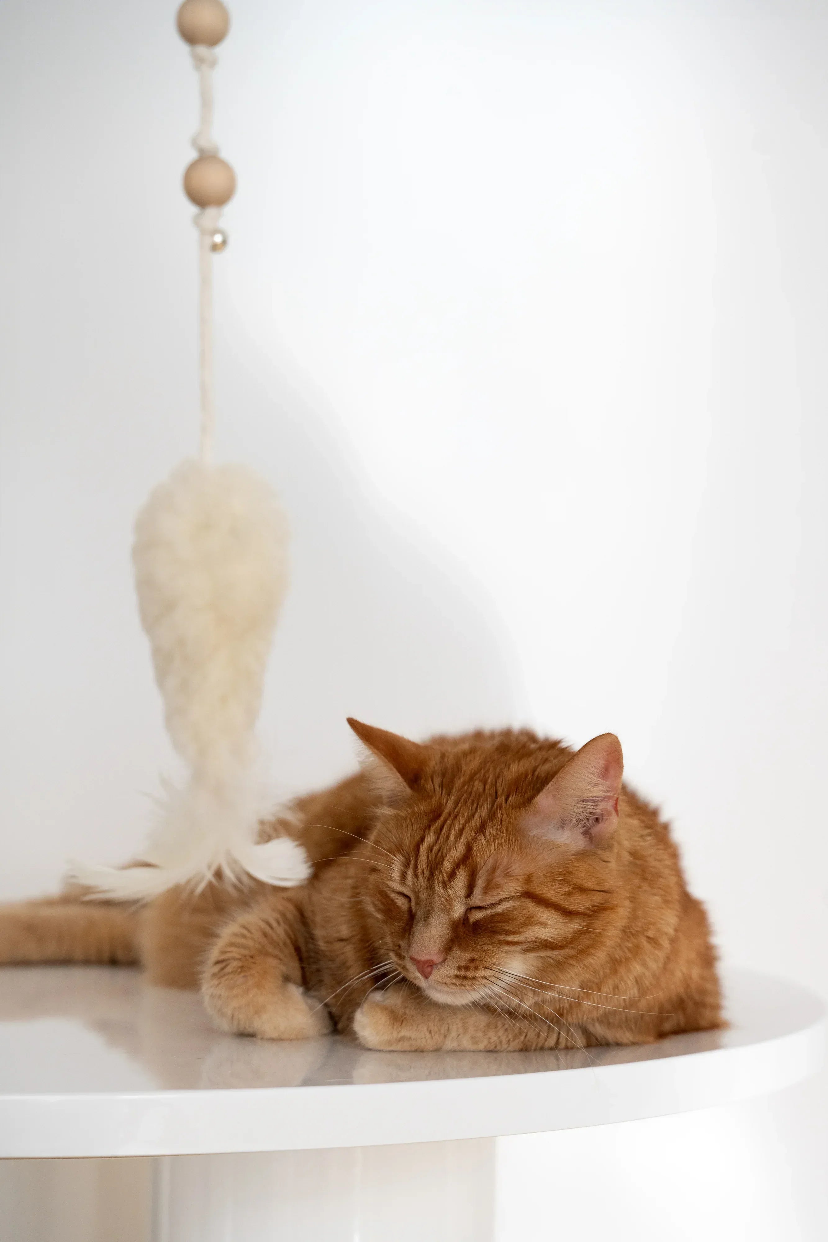 Natural piel de oveja chat Toy: Fish