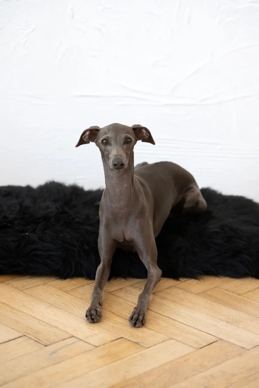 Tapis natural de piel de oveja pour animaux cuadrada o rectangular - noir