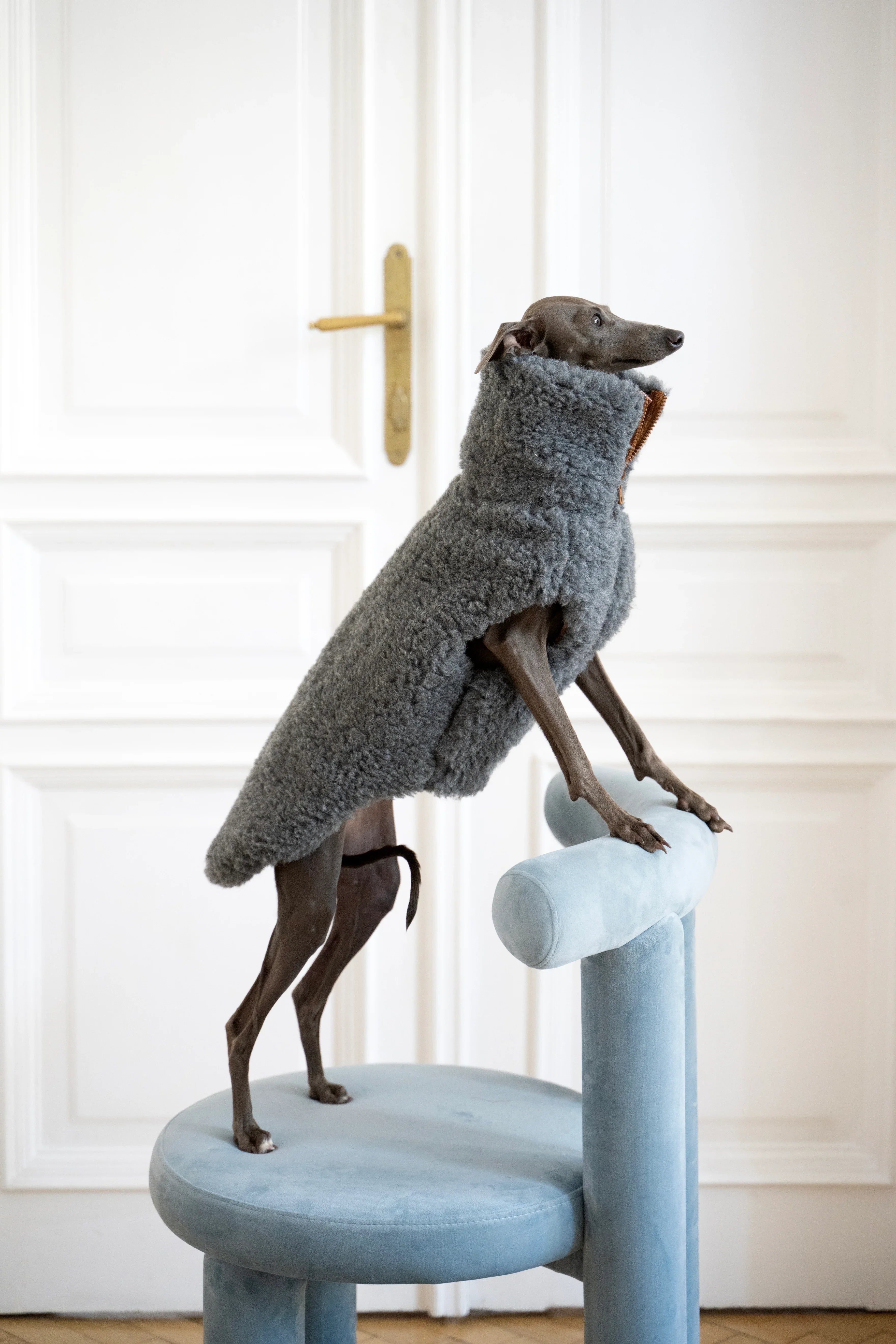 Lana perro Vest - Dark gris