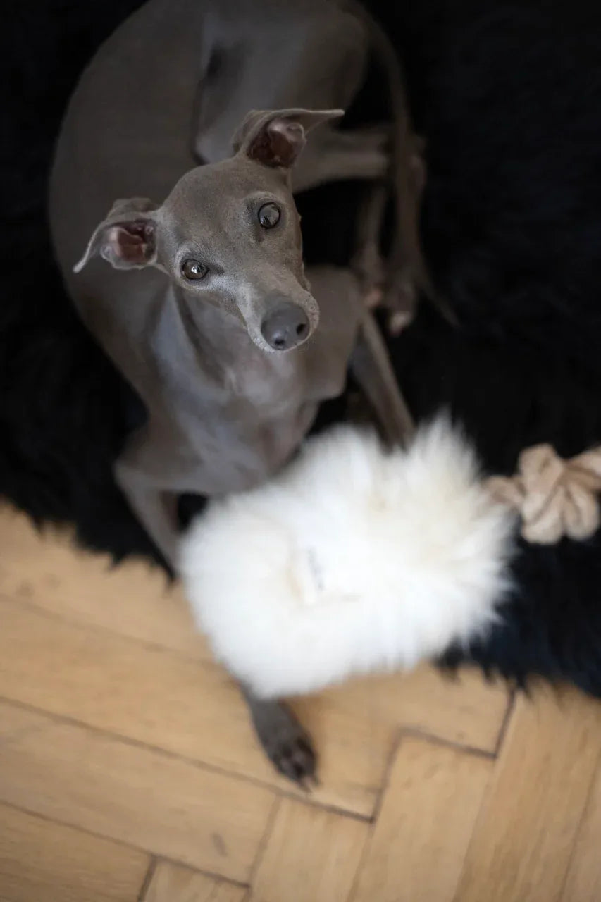 Natural piel de oveja perro Tug Toy - blanco