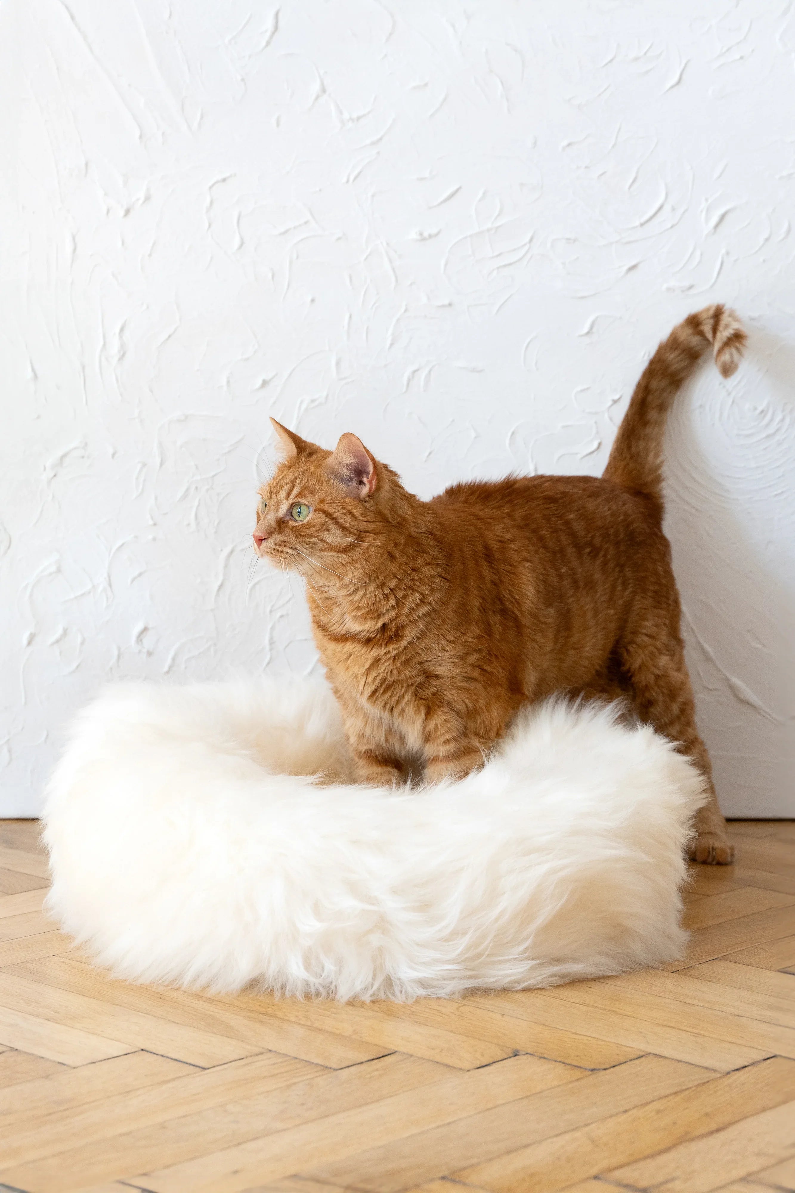 Panier redonda de peau naturelle de oveja pour animaux - blanc