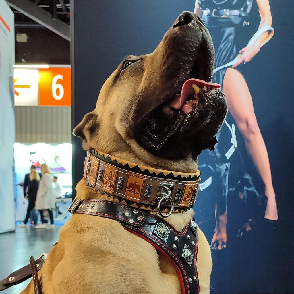 The ''SPQR'' Collar para perro