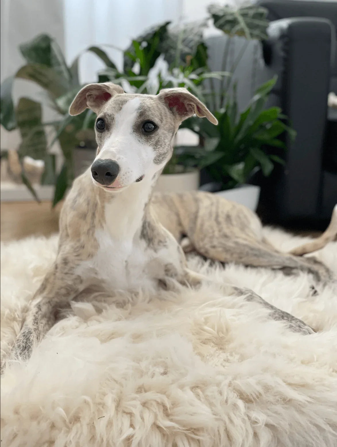 Alfombra natural de piel de oveja para mascotas cuadrada o rectangular - blanco