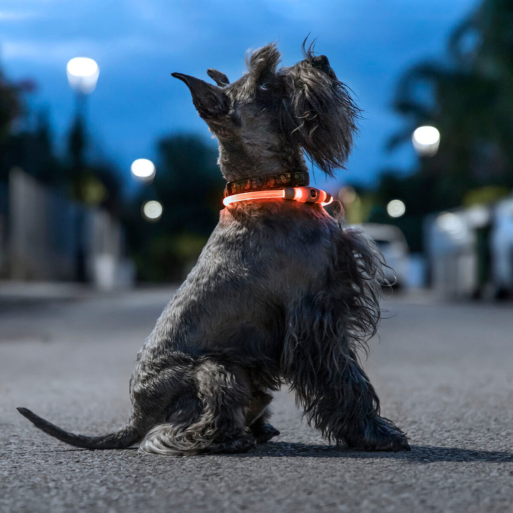 LED Collar for mascotas Petlux InnovaGoods