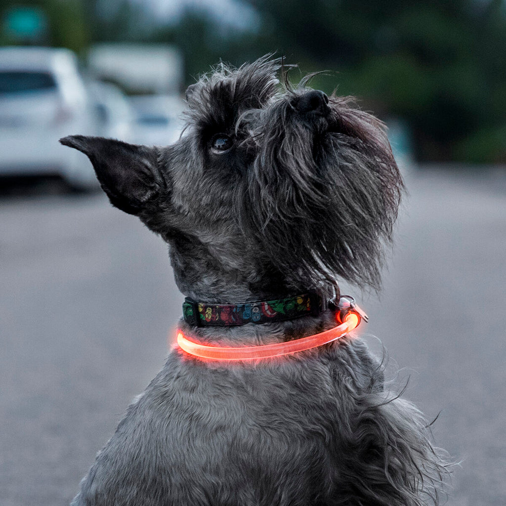 LED Collar for mascotas Petlux InnovaGoods
