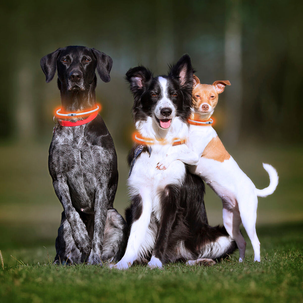 LED Collar for mascotas Petlux InnovaGoods