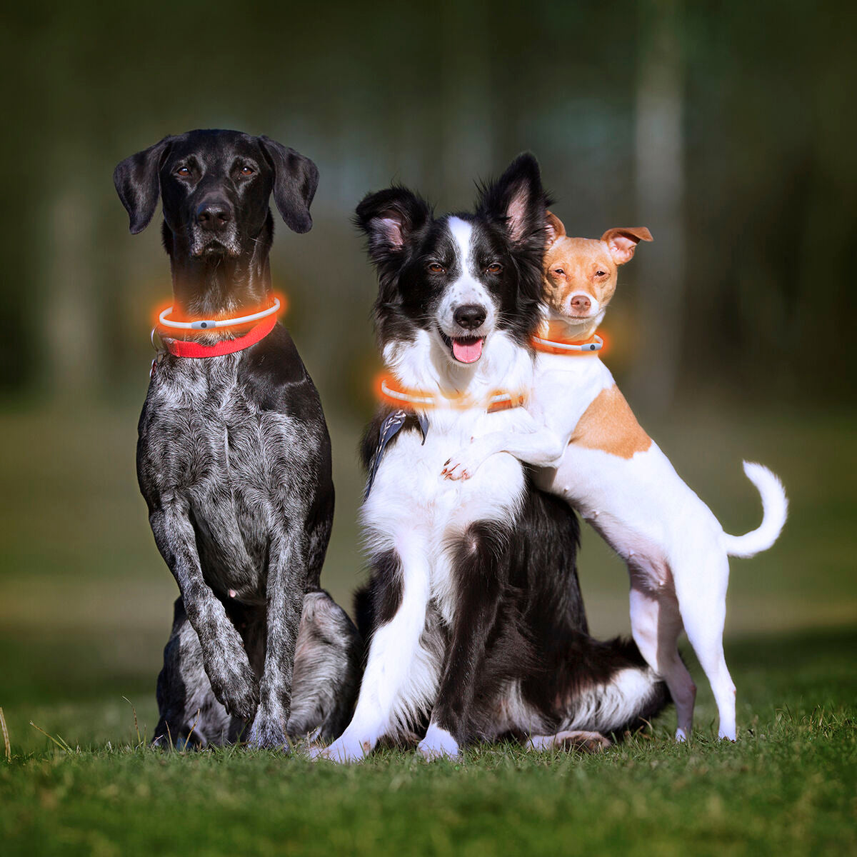 LED Collar for mascotas Petlux InnovaGoods
