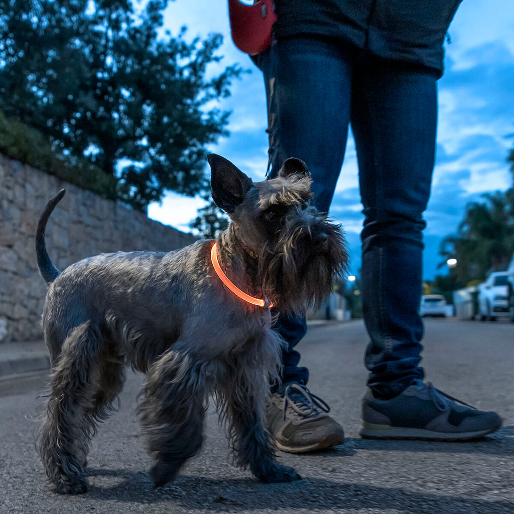 LED Collar for mascotas Petlux InnovaGoods