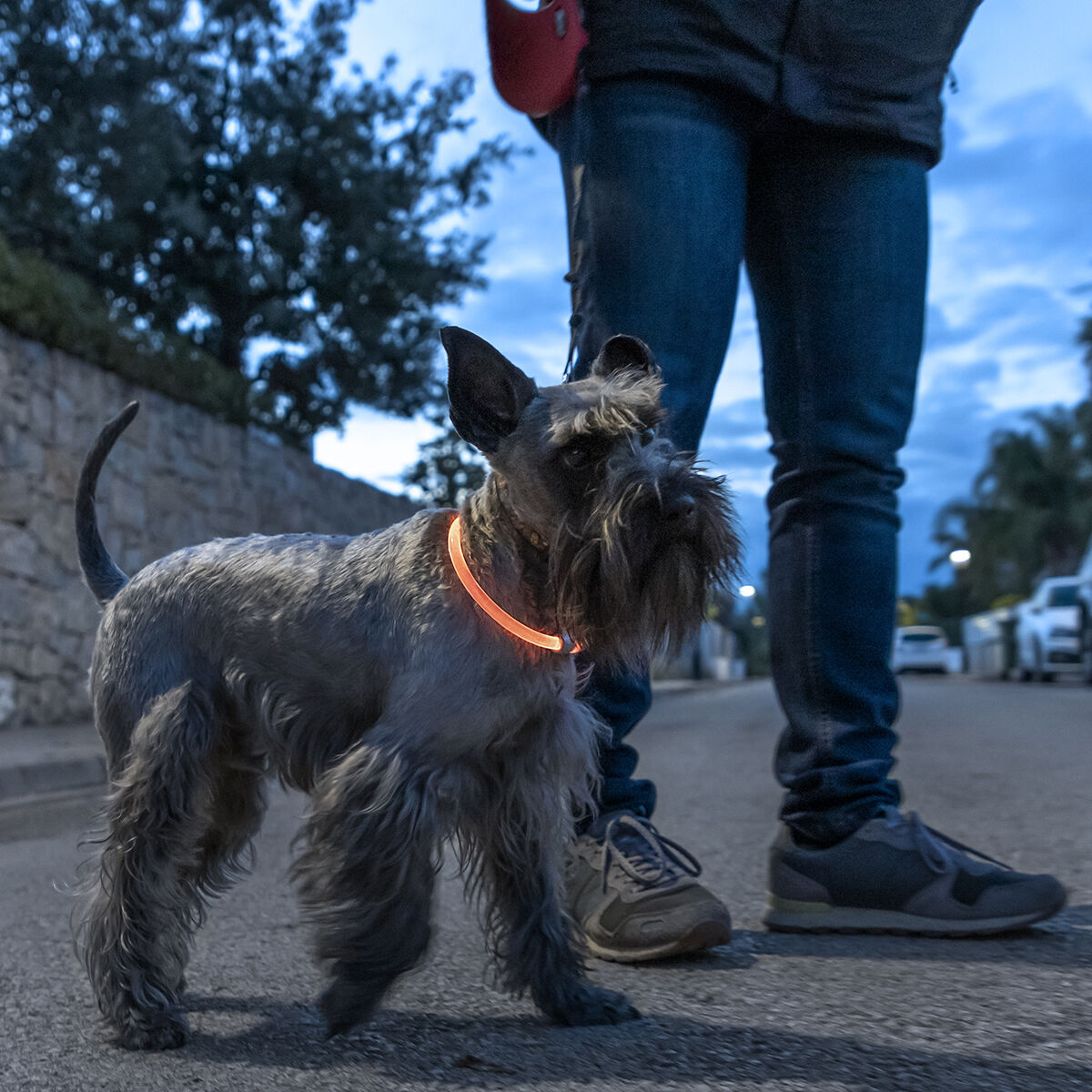 LED Collar for mascotas Petlux InnovaGoods
