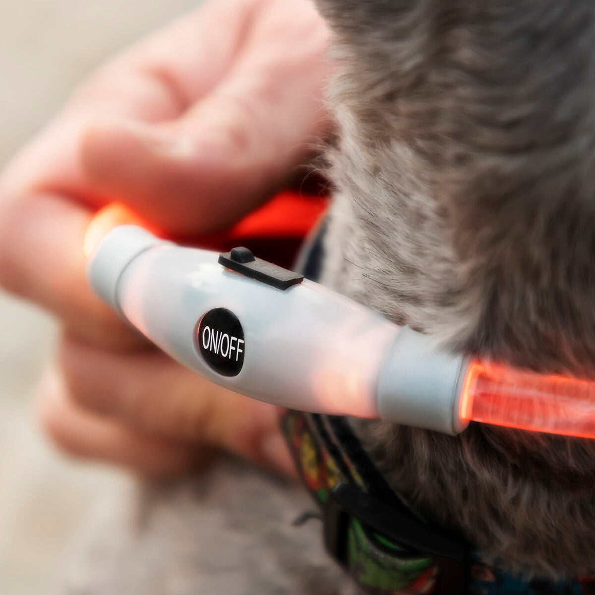 LED Collar for mascotas Petlux InnovaGoods